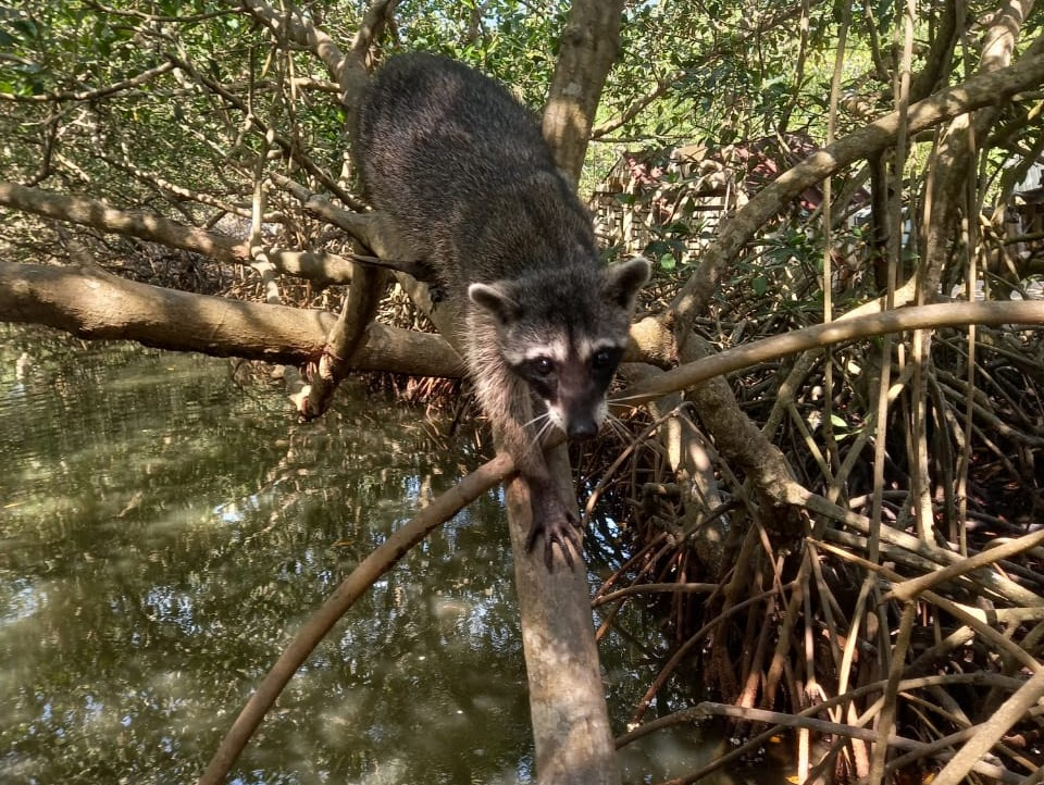 Manglar 4