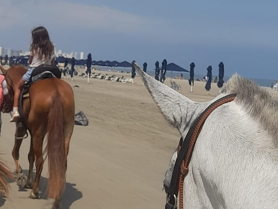 Paseo en Caballo 3